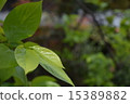 柿子yaka 15389882