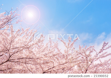 Cherry Blossoms	 15390032