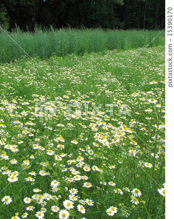 Chamomile field 15390170
