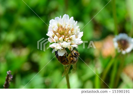 White clover and bees 15390191