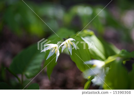 Yuri Kidori (Chiguyuri) 15390308