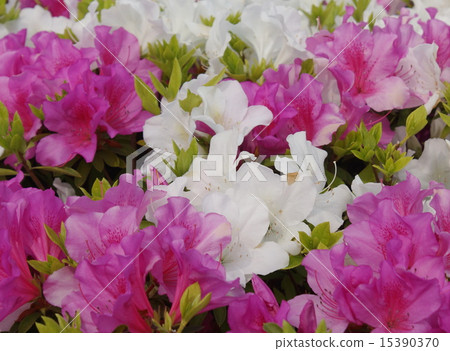 Azalea 01 15390370
