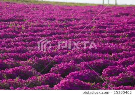 Gibazakura Gibazakura 15390402