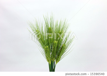 Ear of wheat 15390540