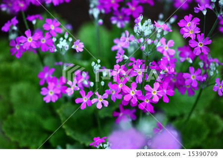 報春花Maracoides花 15390709