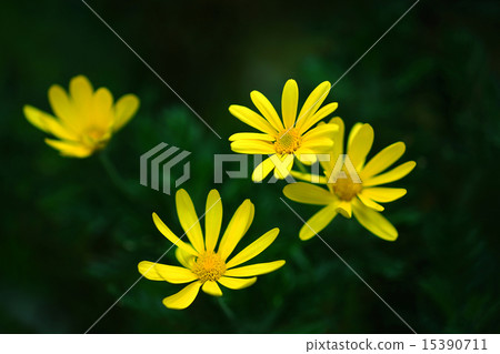 春天Lilyopus雛菊 15390711