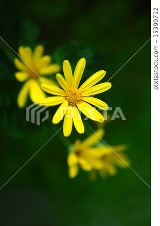 春天Lilyopus雛菊 15390712