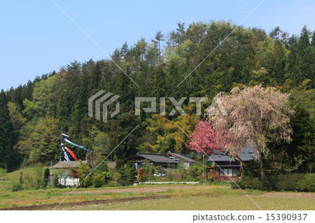 Carp streamer 15390937