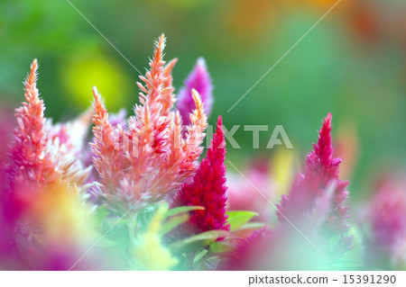 Kate wo. Kate wo. 15391290