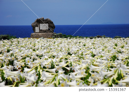 easter lily easter lily 15391367
