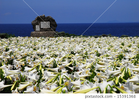 easter lily 15391368