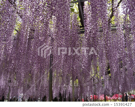Ashikaga is a flower park Oto Ashikaga is a flower park Oto 15391427