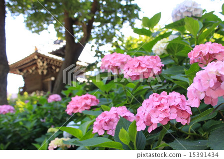 Hydrangea Hakusan Shrine 15391434