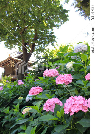 Hydrangea Hakusan Shrine 15391435