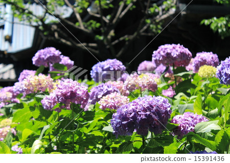 Hydrangea Hakusan Shrine 15391436