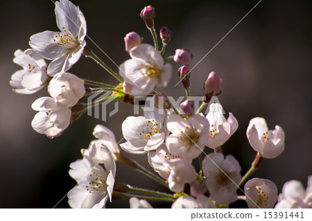 櫻花盛開 15391441