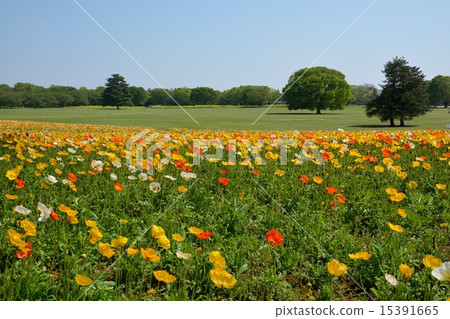 昭和紀念公園的罌粟花 昭和紀念公園的罌粟花 15391665