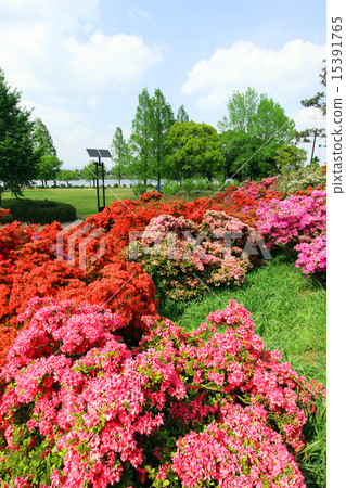 Tatebayashi杜鵑花節 Tatebayashi杜鵑花節 15391765