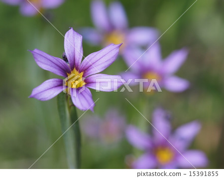 Welcome Welcome 15391855