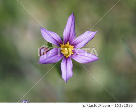 Welcome Welcome 15391856