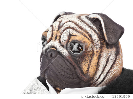 Toy pug dog in butler costume Toy pug dog in butler costume 15391909