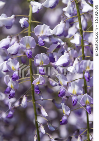  Wisteria flowers 15392069