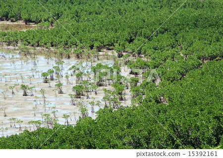 紅樹林組 15392161