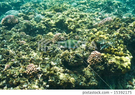 Coral reef and fish 15392175