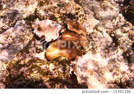 Coral reef Coral reef 15392186