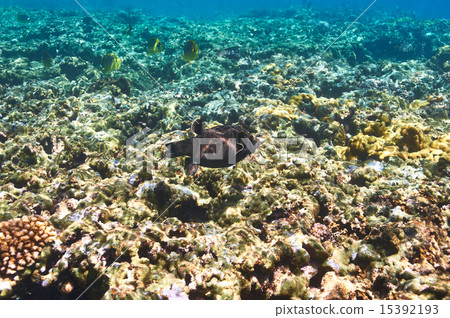 Coral reef and fish Coral reef and fish 15392193