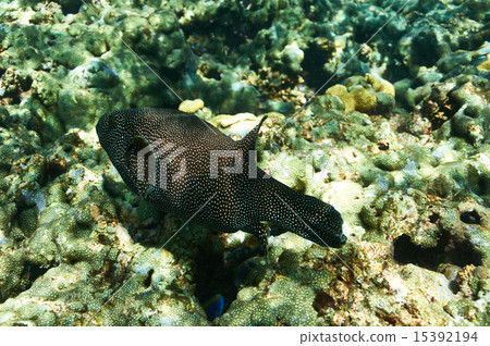 Coral reef and fish Coral reef and fish 15392194