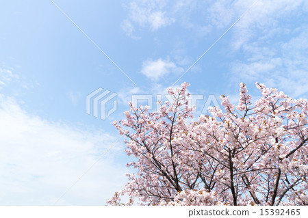 手弱女（陶冶Mesakura） 15392465