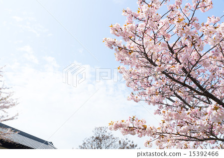 手弱女（陶冶Mesakura） 15392466