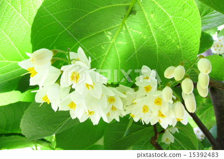 白雲樹 白雲樹 15392483