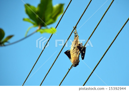 dead dried big bat on the power line 15392944