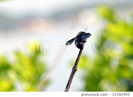 big black bee flying insects sitting on a twig 15392945