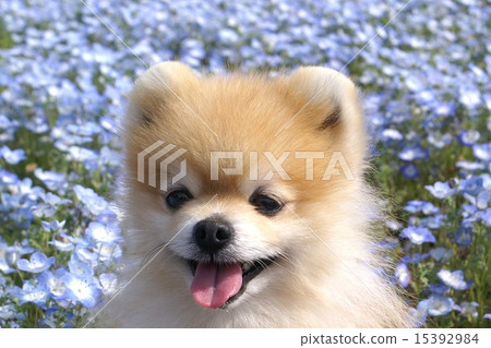 Nemophila 2015 Hitachi Nemophila 2015 Hitachi 15392984