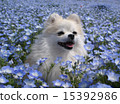 Nemophila 2015 Hitachi 15392986