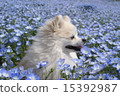 Nemophila 2015 Hitachi 15392987