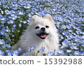 Nemophila 2015 Hitachi 15392988
