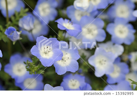 花 花 15392995