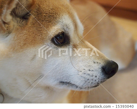 Matsuko no Mako Matsuko no Mako 15393040