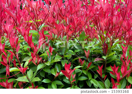 Red Kaname. 15393168