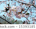 櫻花在森林裡 15393185