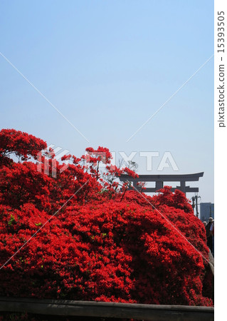 長岡天神的霧島杜鵑花 15393505