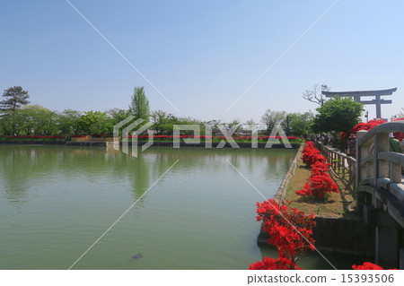 長岡天神的霧島杜鵑花 15393506