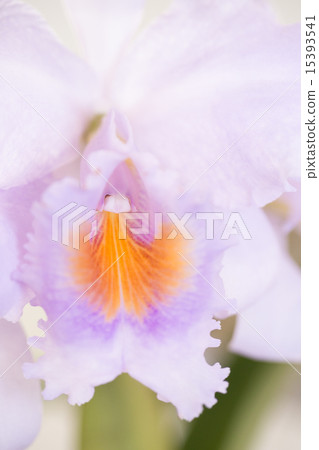 卡特蘭花 15393541