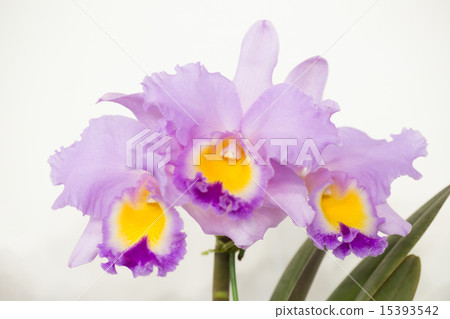 卡特蘭花 15393542