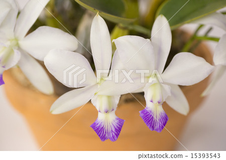 卡特蘭花 15393543