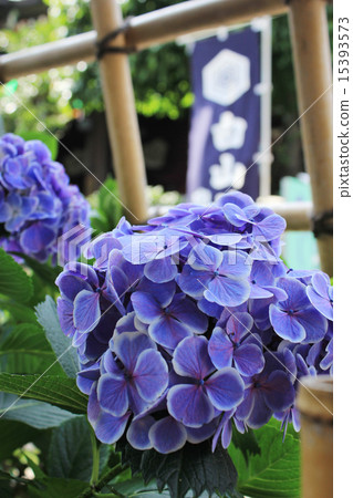 Hayama Shrine hydrangea Hayama Shrine hydrangea 15393573